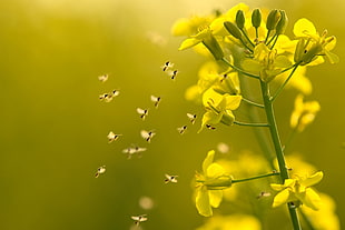 yellow petaled flower with insects flying HD wallpaper