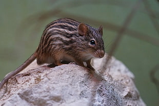 brown and black rodent
