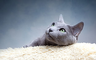 gray cat lying on fur textile