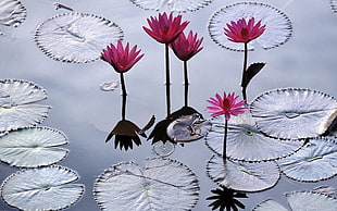 pink Water Lily plant on pond