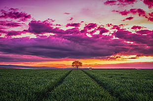 tree in the middle of green grass field during golden time