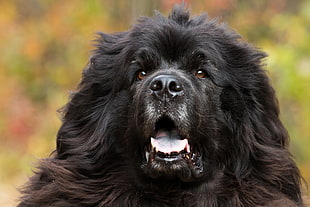 selective focus photo of black Newfoundland dog