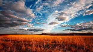 brown grass field, clouds, field, landscape