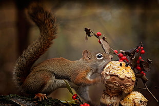 brown squirrel, animals, squirrel, mushroom, eating