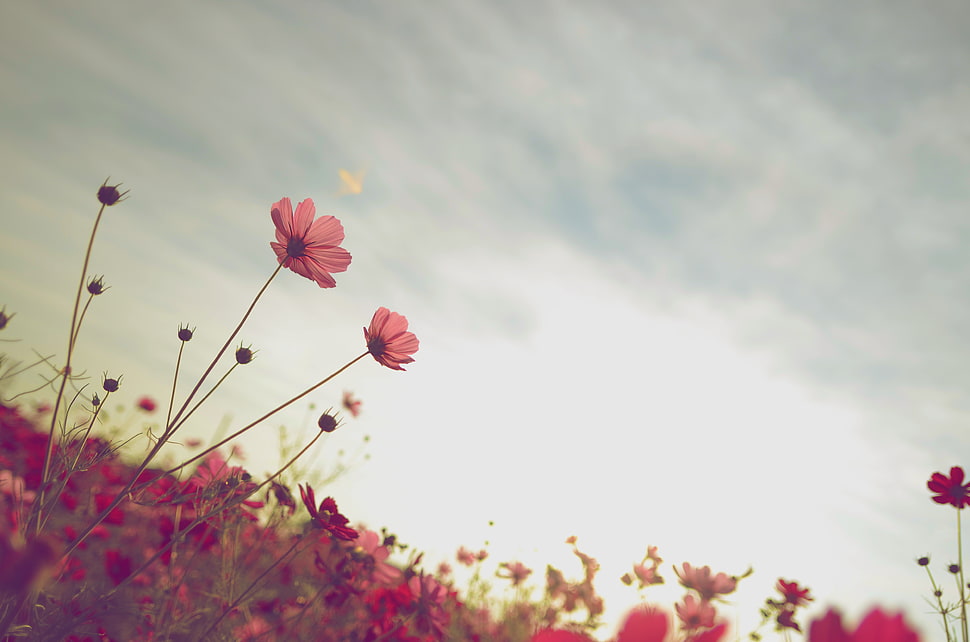 selective focus photography of pink Cosmos flower HD wallpaper