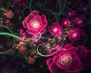 purple Rose flower digital wallpaper
