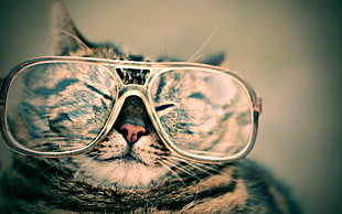 selective focus photography of silver Tabby Cat wearing eyeglasses