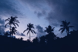 green coconut palm trees HD wallpaper