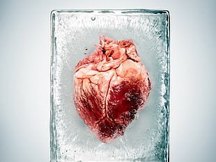 photography of heart