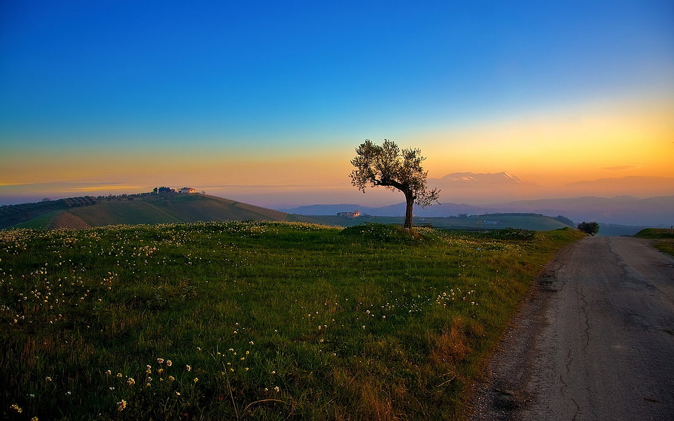 green and brown tree painting, road HD wallpaper