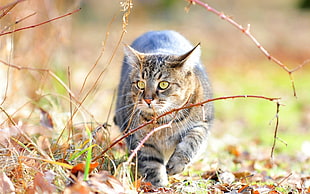 depth of field photography of silver tabby cat walking on a grass