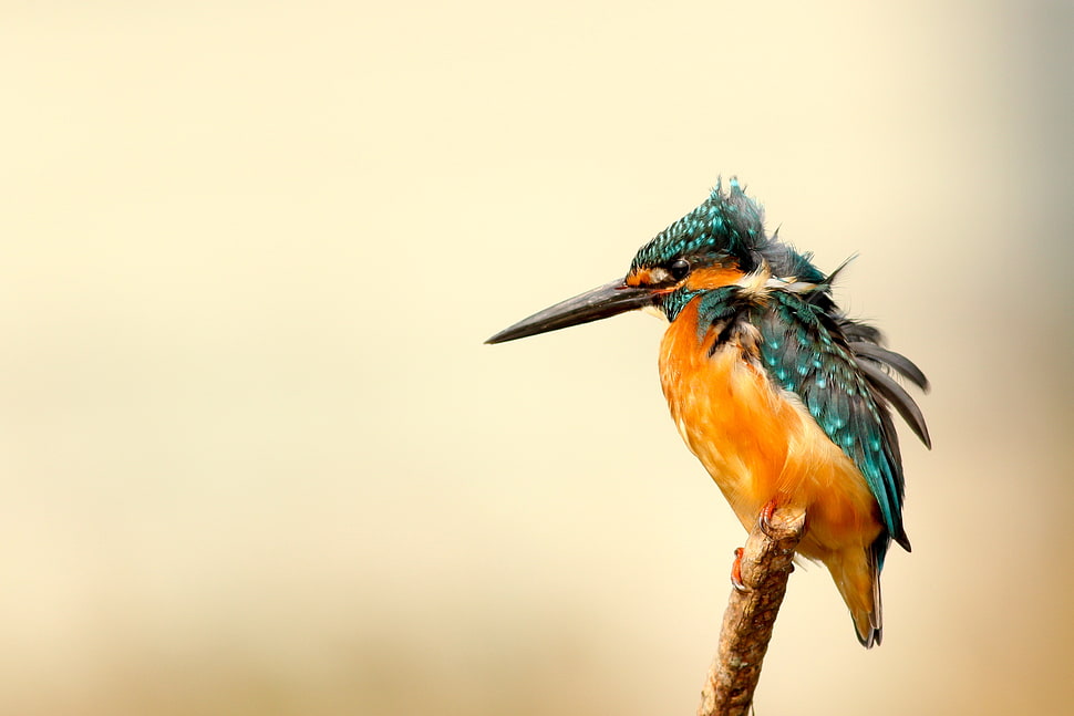 brown and green bird on stick closeup photographty HD wallpaper