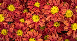close-up photo of red Daisy flowers