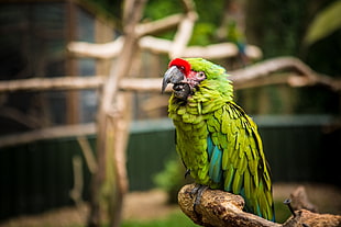 green parrot, Parrot, Bird, Green