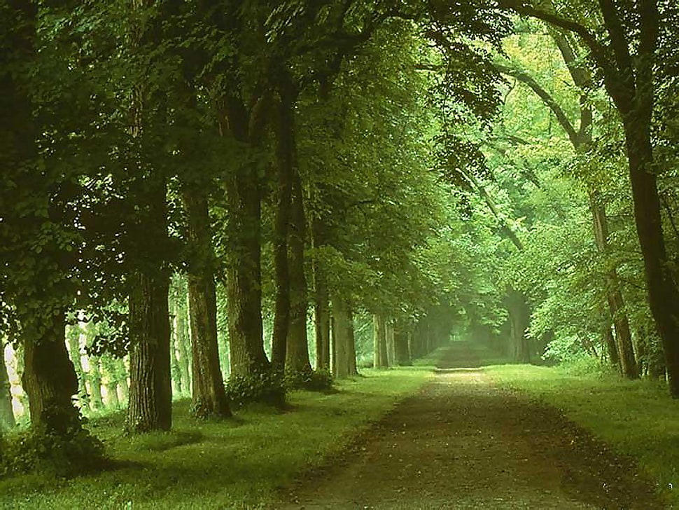 green leaved trees HD wallpaper