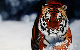 tiger on ice land photo HD wallpaper