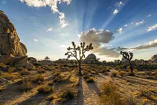 photo of trees at the desert under blue sky