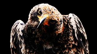black and brown bird, animals, birds, hawks HD wallpaper