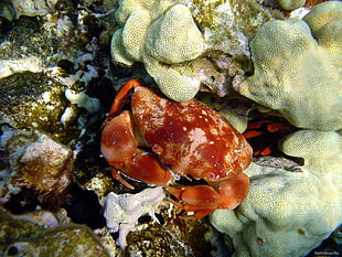 brown crab, underwater, sea, crabs, coral HD wallpaper