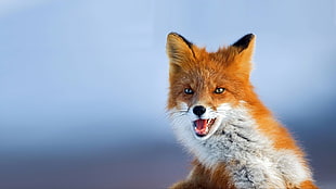 bokeh photo of red fox