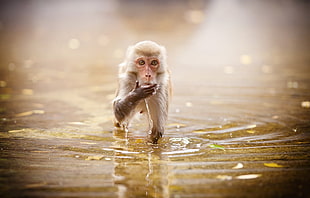 brown macaque, monkey, water, animals, ripples