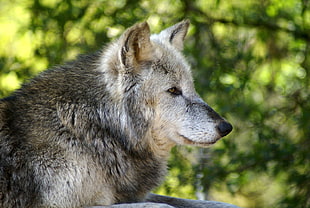 gray wolf, wolves HD wallpaper