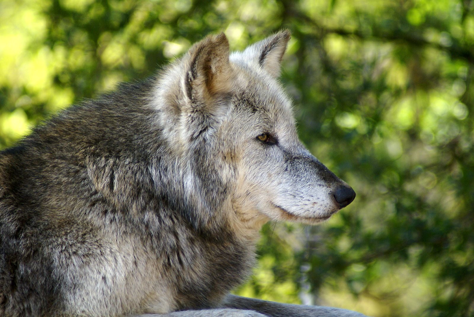Волк точка ру. Карпатский волк. Волк серый. Морда волка. Красивая морда волка.