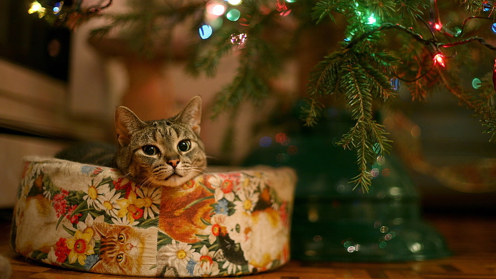 cat beside Christmas tree HD wallpaper