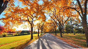 orange leafed tree, nature