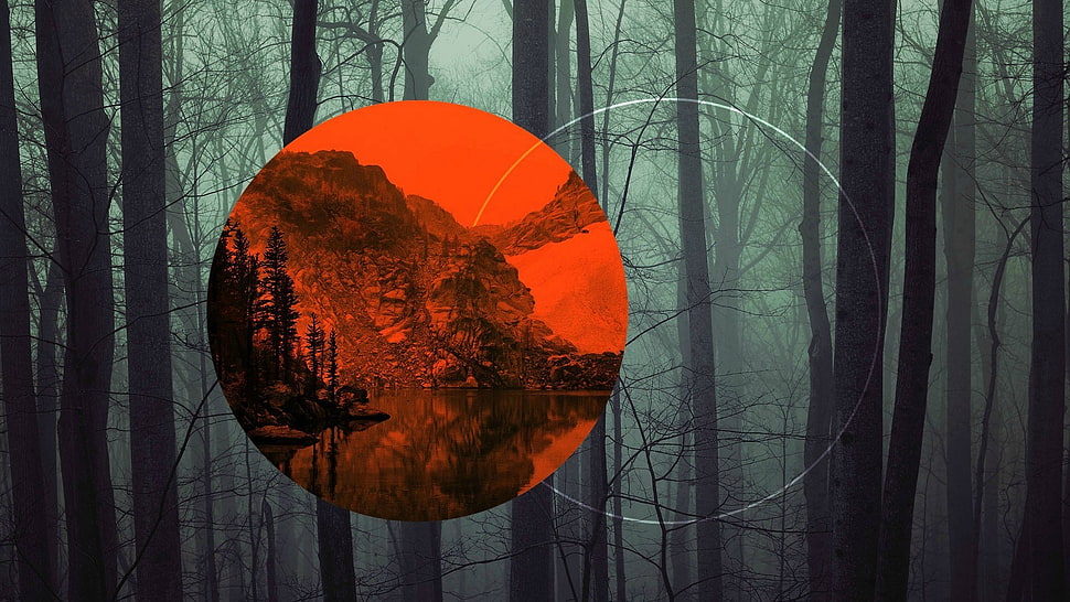 bare trees, forest HD wallpaper