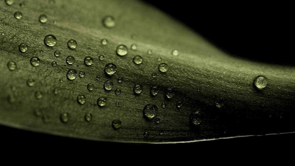 Leaf,  Drop,  Dew,  Dark HD wallpaper