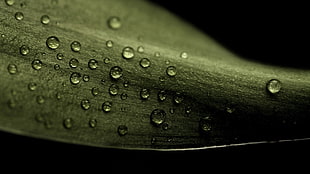 Leaf,  Drop,  Dew,  Dark