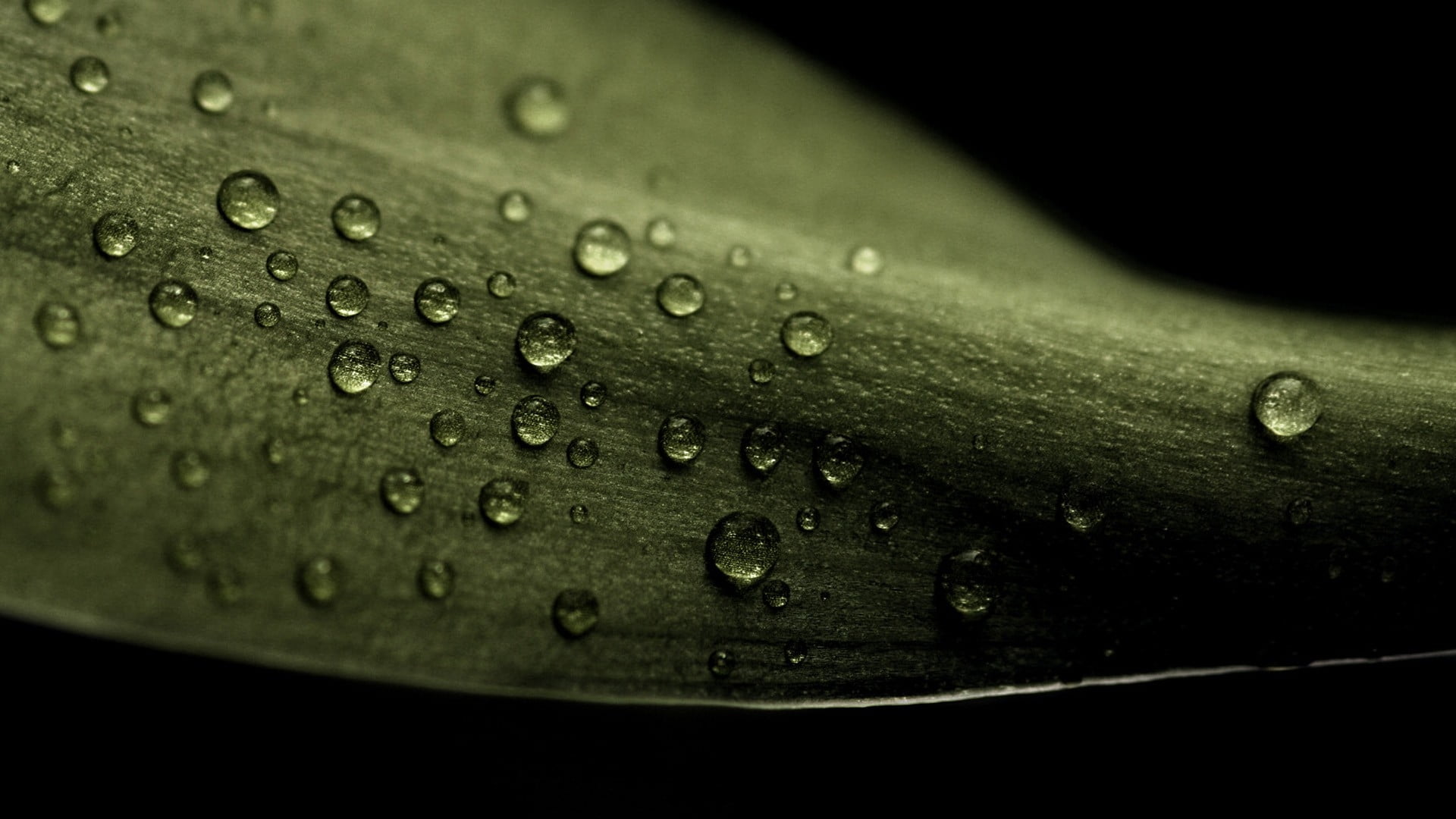 Leaf,  Drop,  Dew,  Dark