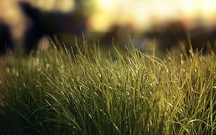 green grass field, nature, grass HD wallpaper