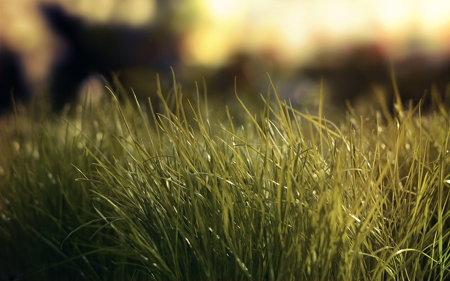 green grass field, nature, grass