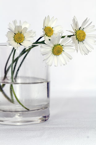 white-and-yellow Daisy in a bottle