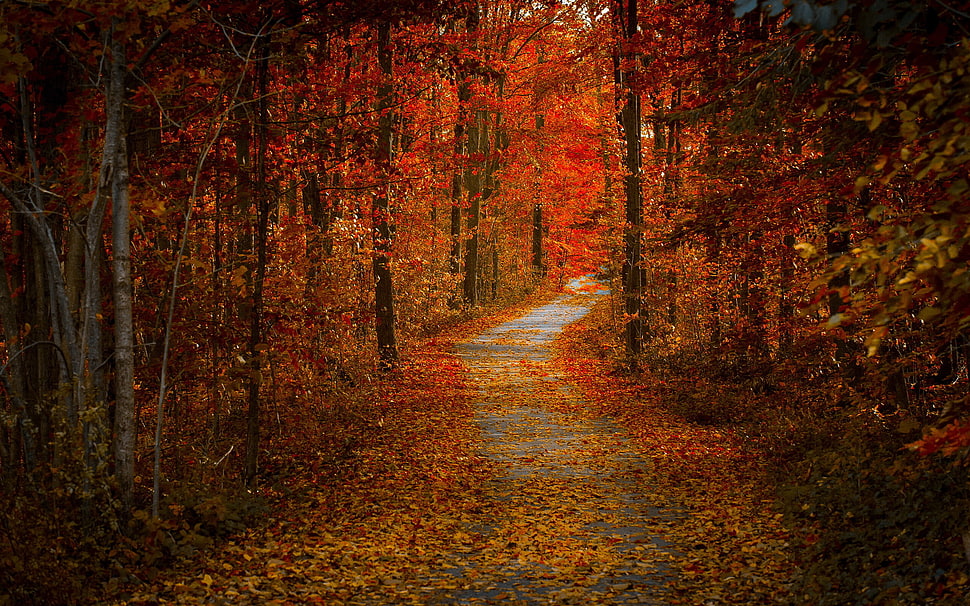 woodland, forest, road, nature, trees HD wallpaper