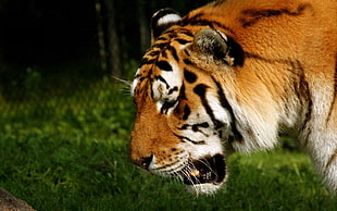 closed-up photo of tiger during daytime