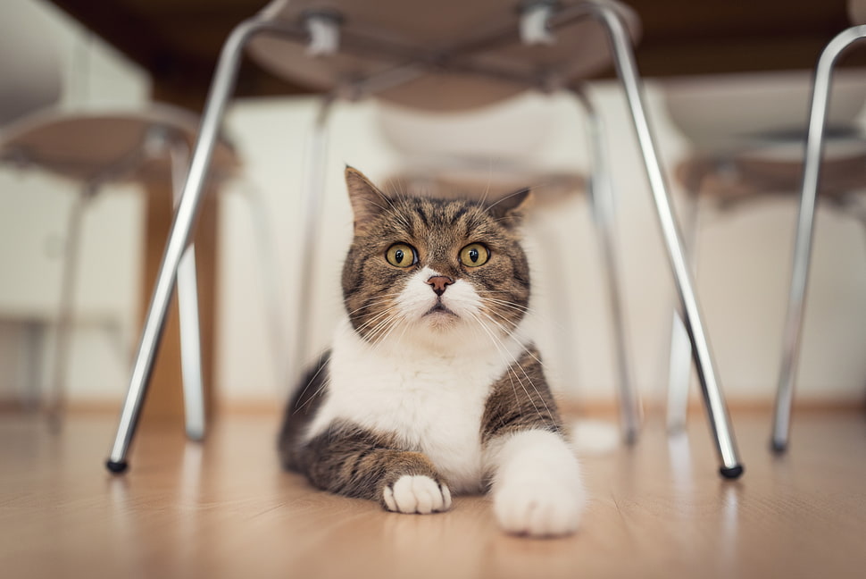 gray and white cat, cat, animals HD wallpaper