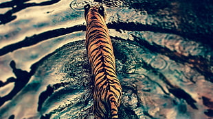 top view photo of Bengal tiger walking on water at daytime