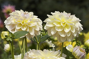 white Dahlia flowers