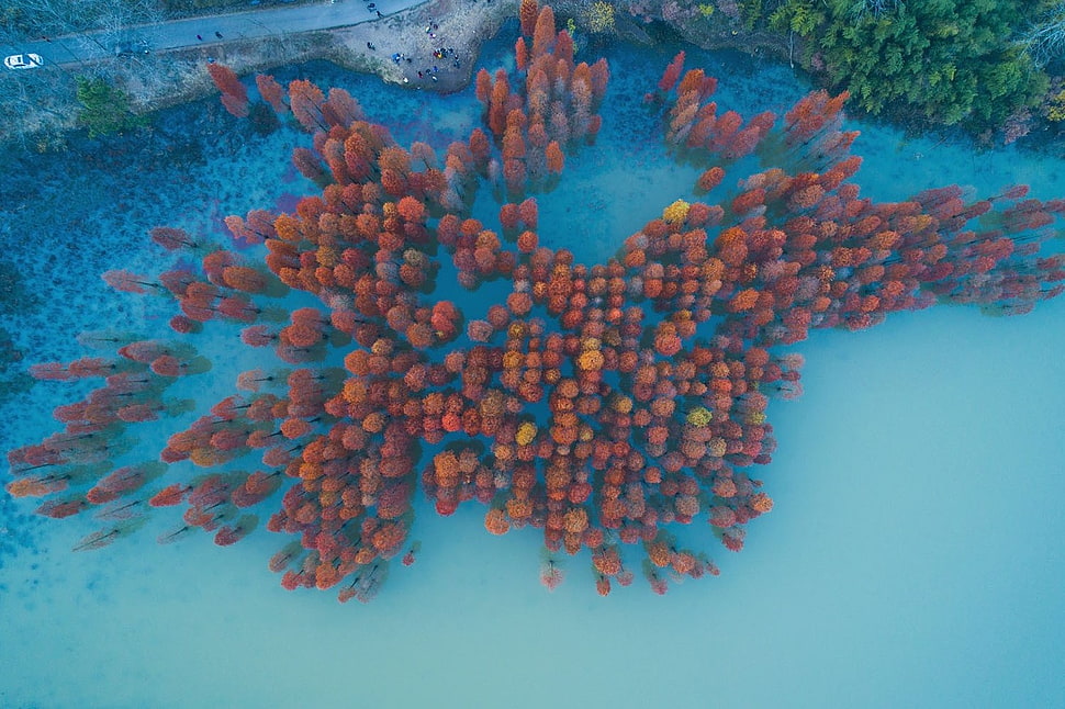 red trees, nature, landscape, China, aerial view HD wallpaper