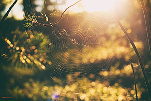 brown spider, nature, spiderwebs, sunset, forest