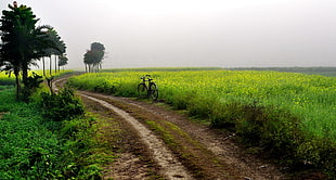 road between green grass field HD wallpaper