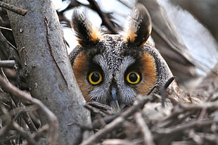 gray and brown owl, macro, owl