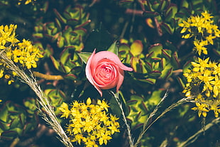 pink rose flower, Rose, Bud, Flowers
