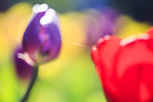 Tulips,  Blur,  Herbs,  Flowers HD wallpaper