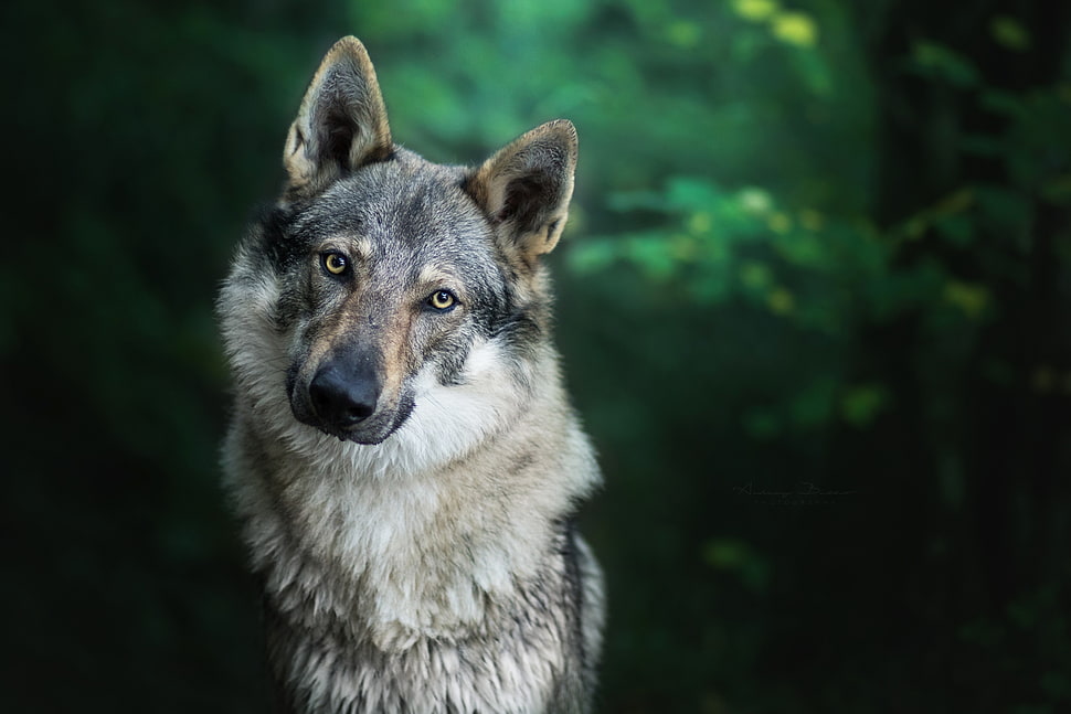 brown and black wolf, animals, forest, wolf HD wallpaper