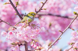 red and white bird on branch with pink flowers close-up photography HD wallpaper