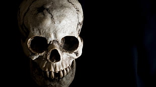 gray skull photo HD wallpaper